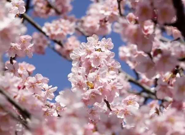樱花烂漫四月天， 日本商务考察正当时