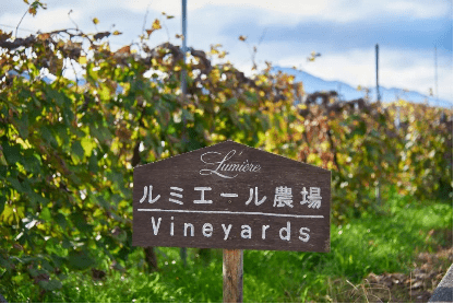 日本酒厂考察：三得利旗下的酿酒厂Tomi No Oka