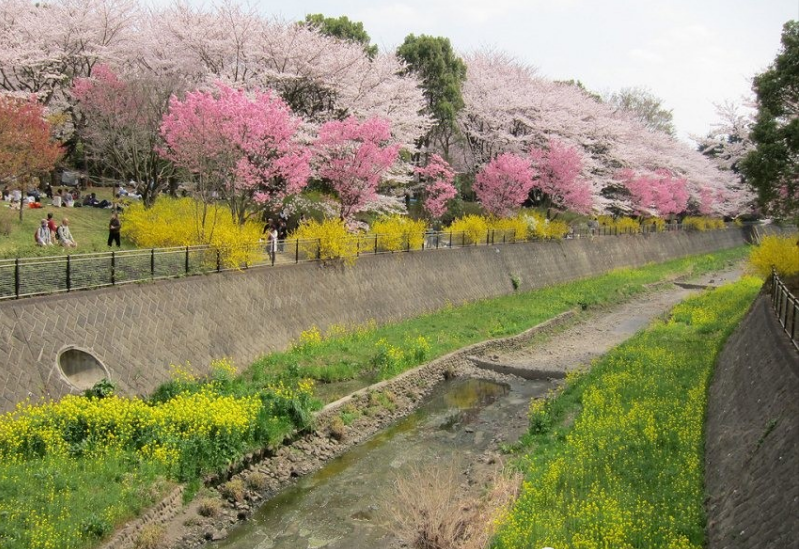 日本考察旅行团